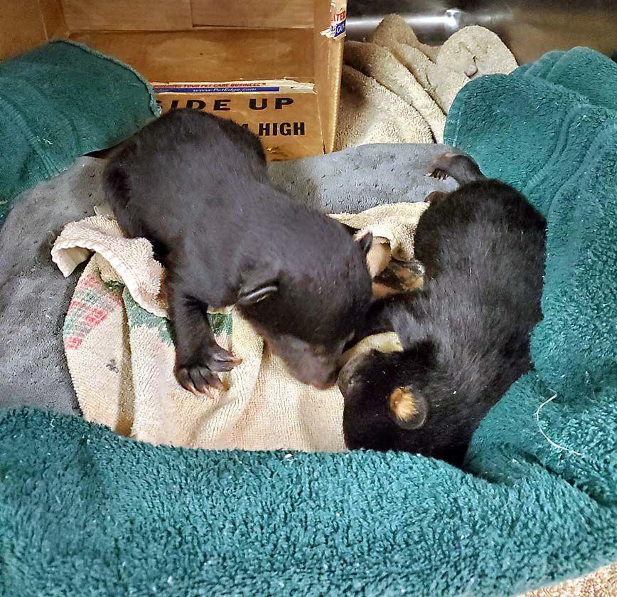 These bear cubs were orphaned. Bear dens will be found for them.